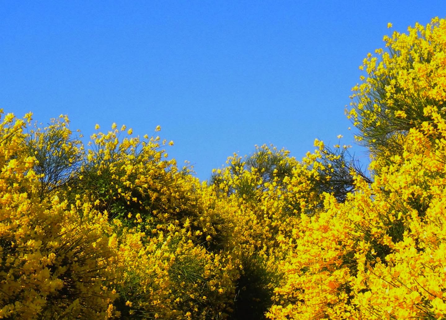 Ginestre
